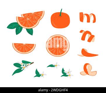 Zeste, feuilles et brunch avec fleur de fruit orange set illustration vectorielle. Collection de mandarine entière, tranche et moitiés isolées. Agrumes sl Illustration de Vecteur