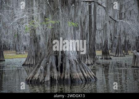 Lac Caddo à la frontière de la Louisiane et du Texas en automne Banque D'Images