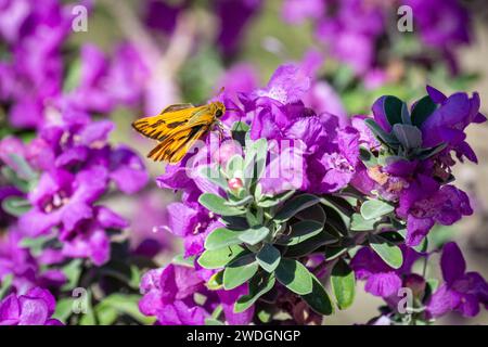 Un papillon ardent skipper (Hylephila phyleus) sur un buisson barométrique (Leucophyllum frutescens).. Banque D'Images