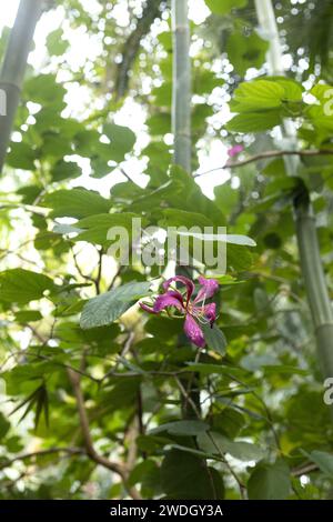 Bauhinia blakeana - orchidée de Hong Kong. Banque D'Images