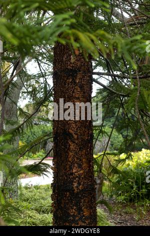 Araucaria heterophylla - pin de l'île norfolk. Banque D'Images