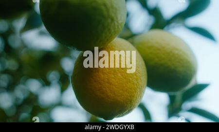 Gros plan citrons suspendus à l'arbre. Bouquets de citrons mûrs jaunes frais Banque D'Images