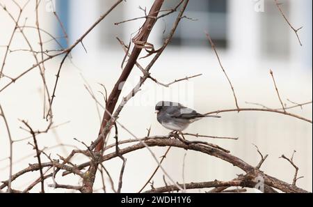 Un Junco aux yeux sombres perché sur un petit arbre avec des branches face à la caméra Banque D'Images