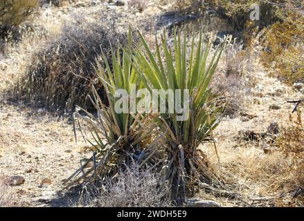 Usine Yucca, comté de Mohave, paysage désertique de l'Arizona, plante désertique Banque D'Images