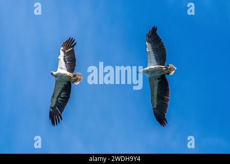 Aigle de mer à ventre blanc (Icthyophaga leucogaster), mouche Banque D'Images