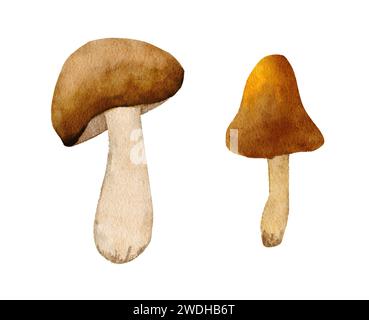 Champignons aquarelle dessinés à la main, champignons de bois de forêt de champignon. forêt brune nature botanique illustration bolete chanterelle sauvage automne automne comestible cuisine fourragère Banque D'Images