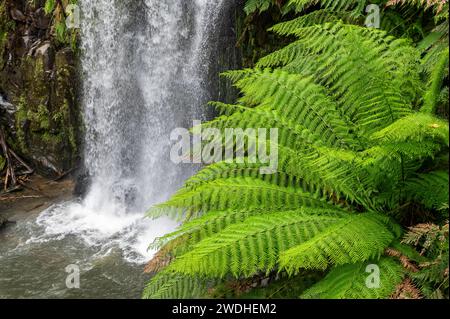 Chutes Beauchamp dans Otway Forest Park Banque D'Images