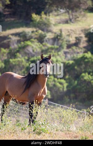 Beau cheval courant dans le pâturage- dun Stallion Mustang Banque D'Images