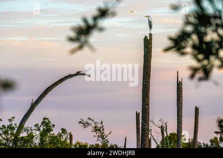 Grande aigrette (Ardea alba) au sommet d'un ouragan a endommagé le tronc de palmier le long d'un marais de marée à Ponte Vedra Beach, Floride. (ÉTATS-UNIS) Banque D'Images