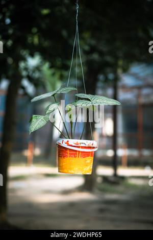 Money Plant : hardy, beauté intérieure à faible entretien. Prospère en basse lumière et purifie l'air. Parfait pour les amateurs de plantes et les débutants. Banque D'Images