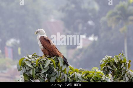 Brahminy cerf-volant oiseau est assis sur une branche d'arbre, et attend la proie. Banque D'Images