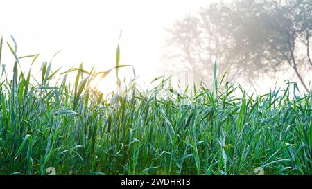 Gouttes de rosée sur une jeune feuille de blé se ferment macro à la lumière du soleil . Plants de blé en gouttelettes de rosée dans la nature sur fond brumeux Banque D'Images