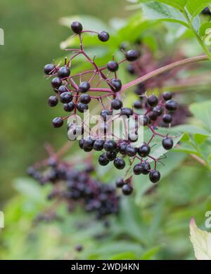 SAMBUCUS NIGRA plante à fleurs de la famille des Adoxaceae Banque D'Images