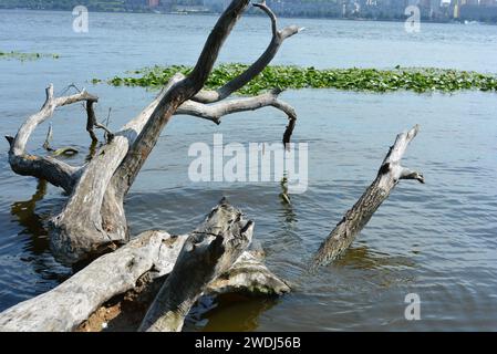 Vue de la rive gauche avec un arbre en bois sec tombant dans l'eau, des nénuphars verts, un pont de chemin de fer sur la rivière et des maisons de Dnipro. Banque D'Images