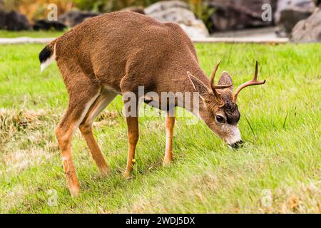 Un cerf de queue blanche (Odocoileus virginianus) paissant à l'extérieur d'Ucluelet, île de Vancouver, Colombie-Britannique, Canada Banque D'Images