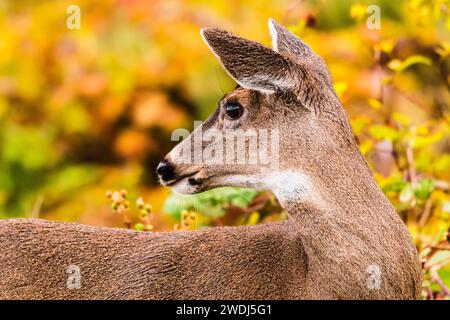 Cerf de queue blanche femelle (Odocoileus virginianus) à Ucluelet, île de Vancouver, Colombie-Britannique, Canada Banque D'Images