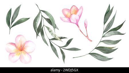 Ensemble aquarelle de plantes tropicales isolées sur fond blanc. Illustration botanique de fleurs de plumeria et de feuilles de palmier. Vacances d'été et voyages Banque D'Images