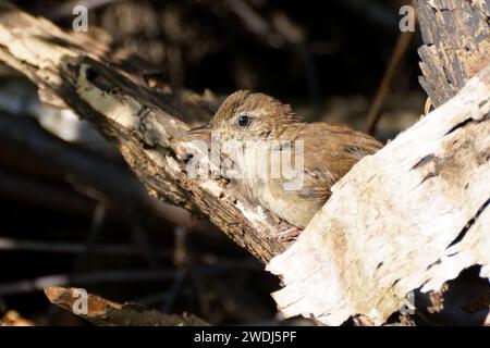 wren en été ; bain de soleil Banque D'Images