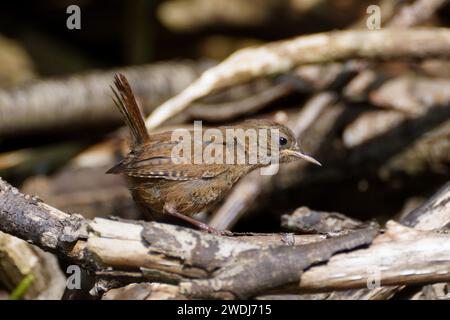 wren en été ; bain de soleil Banque D'Images