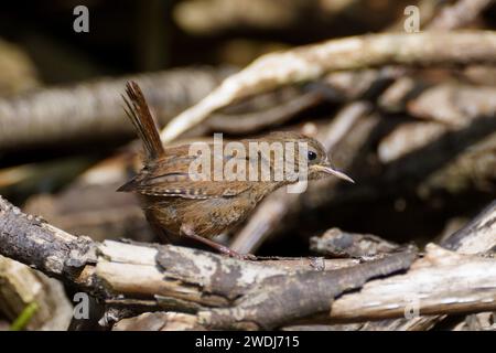 wren (troglodytes troglodytes) en été ; bain de soleil sur tas de broussailles Banque D'Images