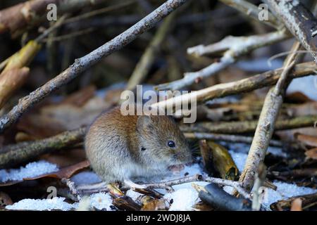 cambriole en hiver ; neige Banque D'Images