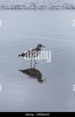 Bird Seagull. Seagull sur la plage. Reflets de mouette dans l'eau à la plage. Personne, photo de voyage, mise au point sélective, espace copie Banque D'Images