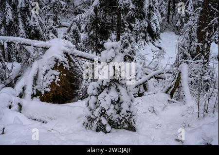 sentier à travers le bosquet enneigé Banque D'Images
