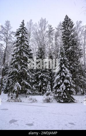 sentier à travers le bosquet enneigé Banque D'Images