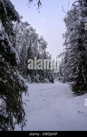 sentier à travers le bosquet enneigé Banque D'Images