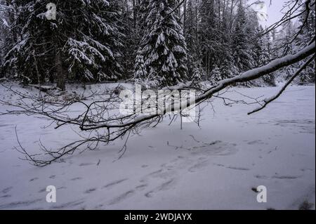 sentier à travers le bosquet enneigé Banque D'Images