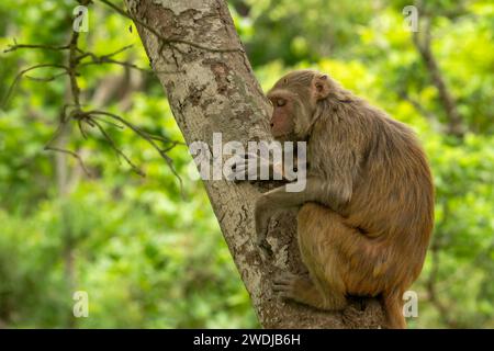 Tendre moment mère aimant son bébé sur ses genoux Rhésus macaque ou Macaca mulatta singe mère et bébé dans le comportement de moment câlin reposant sur l'arbre Banque D'Images