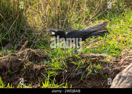 Corbeau de la jungle indienne ou corbeau à gros bec ou Corvus macrorhynchos essayant de manger ou de nourrir un œuf entier dans sa bouche qui a été volé ou arraché à un autre oiseau Banque D'Images