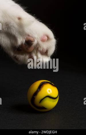 Une patte de chat tapant une bille de verre. Banque D'Images