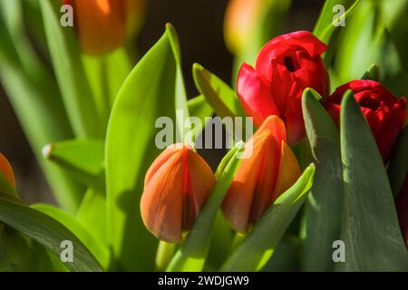 Beaucoup de tulipes rouges et oranges en fond de feuilles vertes Banque D'Images