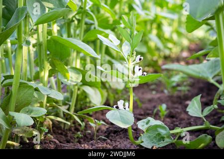 Laitue fraîche poussant dans le jardin de campagne Banque D'Images