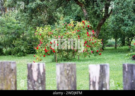 Un grand rosier derrière une clôture de planche avec de grandes fleurs rouges sur un fond d'arbres verts et d'herbe Banque D'Images