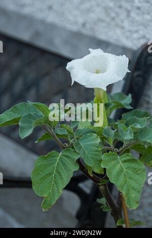 Fleur de Datura, famille des solanaceae, fleur de trompette blanche, aussi appelée épine Banque D'Images