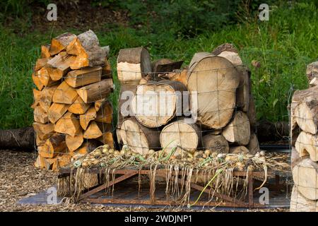 Magasin de rondins pour le bois de chauffage avec de grandes et petites bûches coupées et stockées dans des cages de fil avec des oignons ou des échalotes séchant à l'avant Banque D'Images