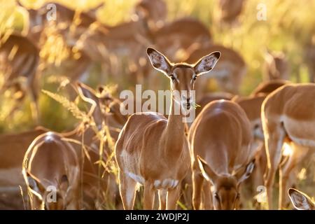 Troupeau d'Impala, Aepyceros melampus, broutant dans un soleil doré tôt le matin, Masai Mara, Kenya. C'est un groupe féminin. Banque D'Images