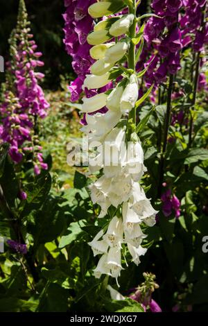 Gros plan de gants de foxgant blancs et violets Digitalis purpurea poussant en été dans un jardin à Middle Lee, Garrigill, North Pennines, Cumbria Banque D'Images