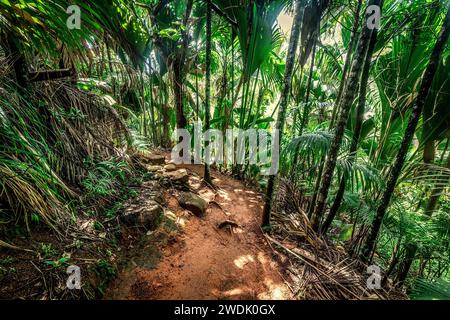 Sentier dans la forêt de la Vallée de mai. Île de Praslin, Seychelles Banque D'Images