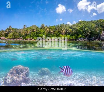 Vue sous-marine partagée sur le rivage de l'Anse Royale. Île de Mahé, Seychelles Banque D'Images