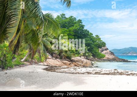 Sable blanc, palmiers, rochers de granit et récif corallien à Anse Severe. Île de la Digue, Seychelles Banque D'Images