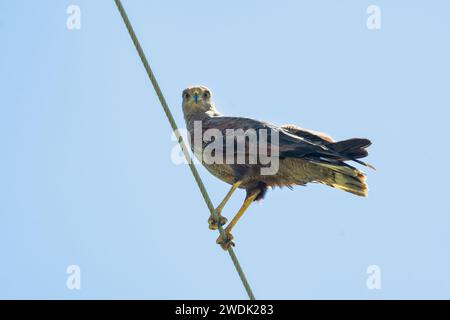 Svanna Hawk, Buteogallus meridionalis, un grand oiseau prédateur, a pêché sur un câble chassant de la nourriture Banque D'Images