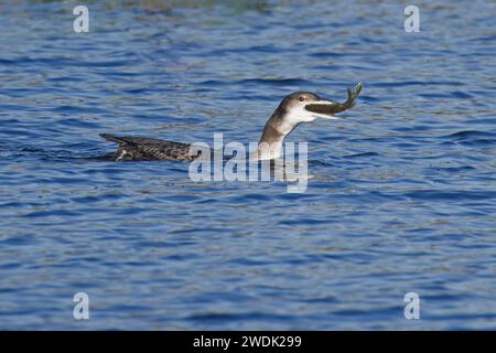 Great Northern Diver aka Common Loon (Gavia imme) Juv Northern Pike (Esox lucius) poisson Whitlingham CP Norwich Norfolk janvier 2024 Banque D'Images