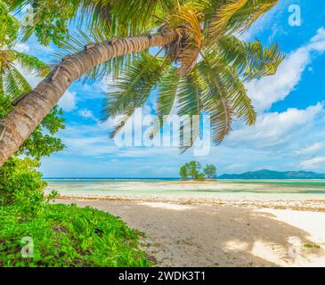 Palmiers au bord de la mer à Anse Union Beach. Île de la Digue, Seychelles Banque D'Images