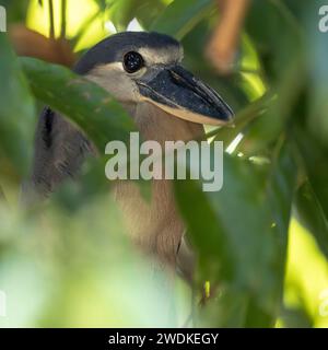 (Sierpe, Costa Rica---21 décembre 2023) Héron à bec de bateau (Cochlearius cochlearius) sur la rivière Sierra dans l'Humedal Nacional Térraba-Sierpe Mangrov Banque D'Images