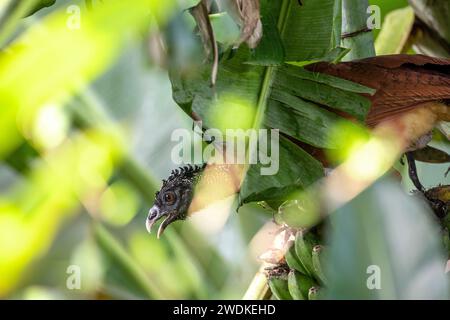 (Drake Bay, Costa Rica---22 décembre 2023) grand curassow femelle (crax rubra) au Drake Bay Wilderness Resort, Costa Rica. Photographie Copyright 202 Banque D'Images