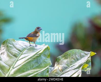 (Drake Bay, Costa Rica---22 décembre 2023) Cherie's Tanager (Ramphocelus Costaricensis) au Drake Bay Wilderness Resort, Costa Rica. Photographiez COP Banque D'Images