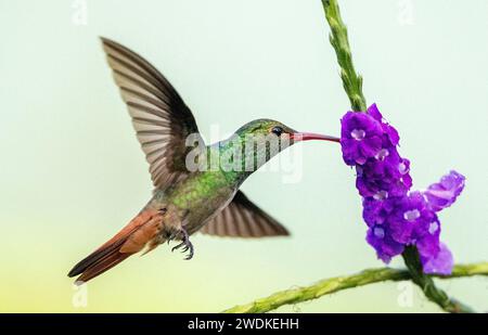 (Drake Bay, Costa Rica---22 décembre 2023) colibri à queue rousse (Amazilia tzacatl) au Drake Bay Wilderness Resort, Costa Rica. Photographiez COP Banque D'Images